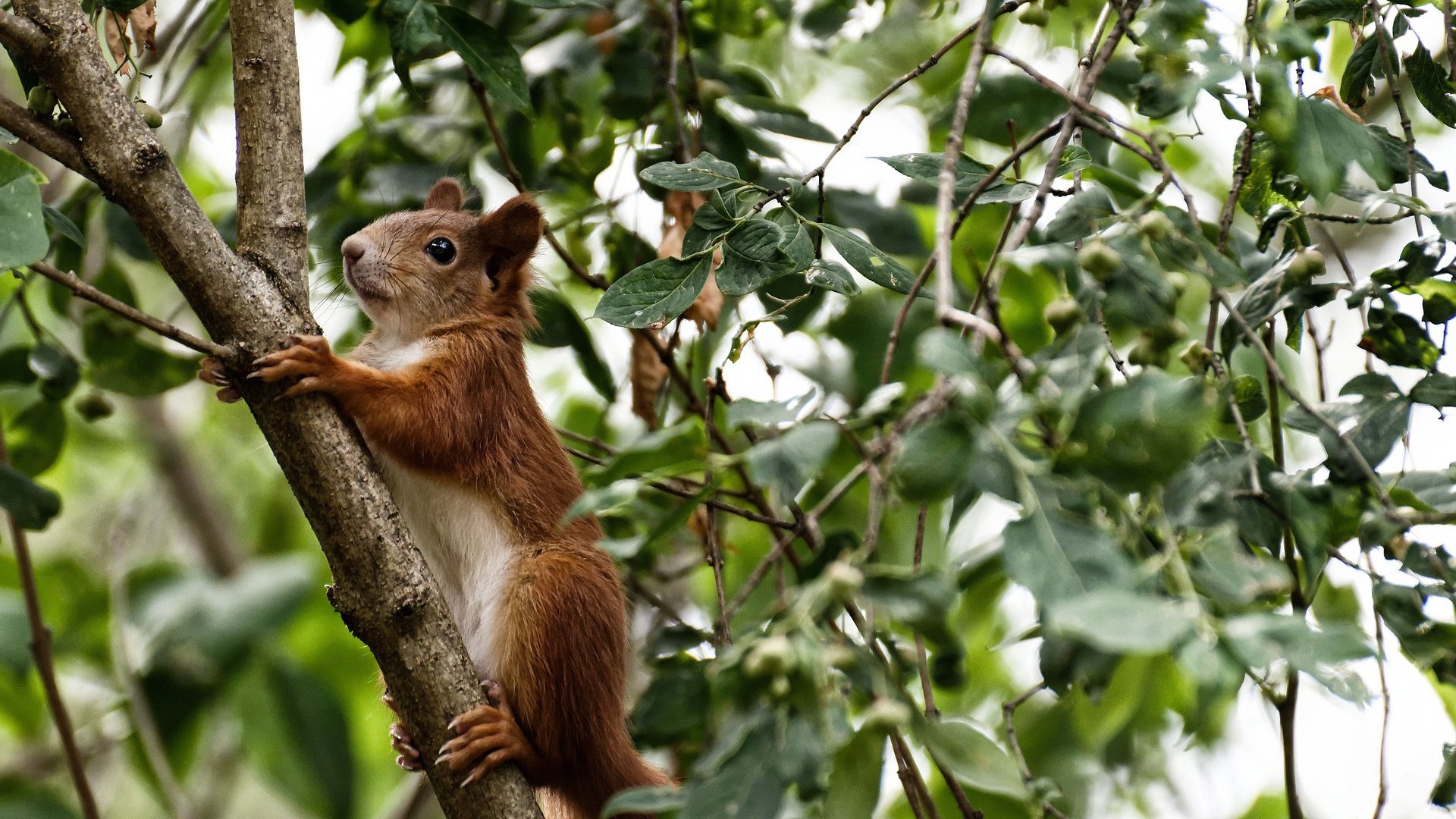 鏖战与独舞，当雄鹿深陷骑士泥潭，保罗在亚平宁接管比赛