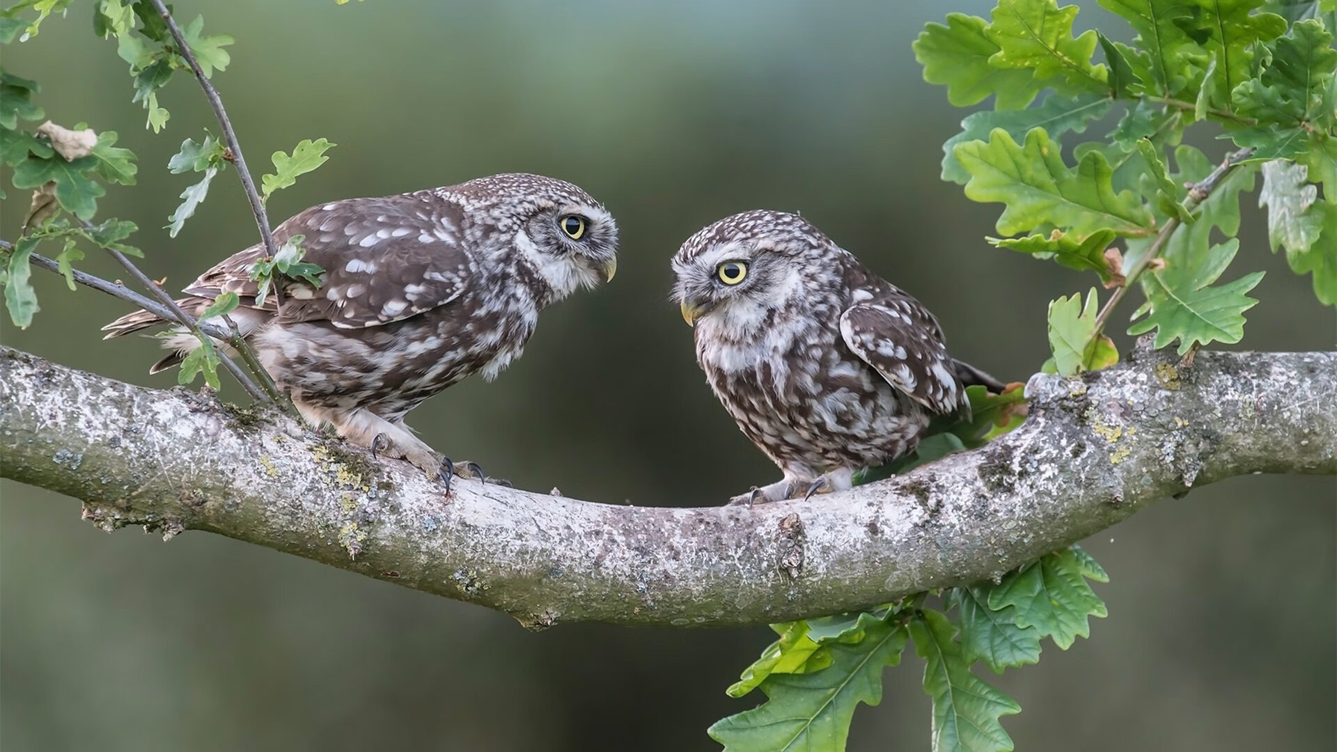 铁幕横江，雄鹿式防守如何锁死辽宁的跑轰洪流？