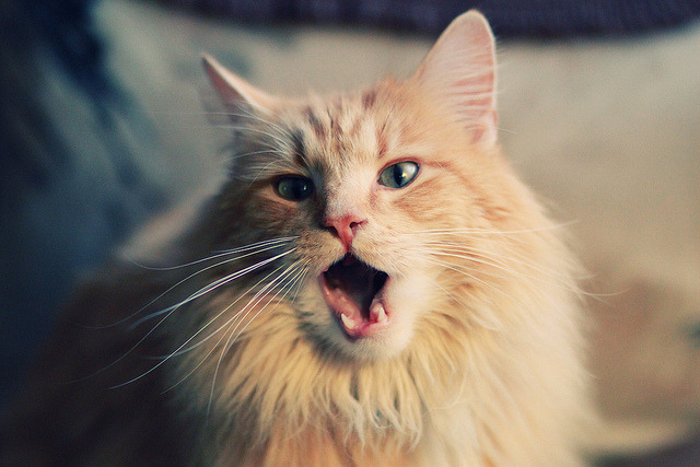 欧洲足球双星，福登持续制造杀伤，塞维利亚拿下奥地利之旅