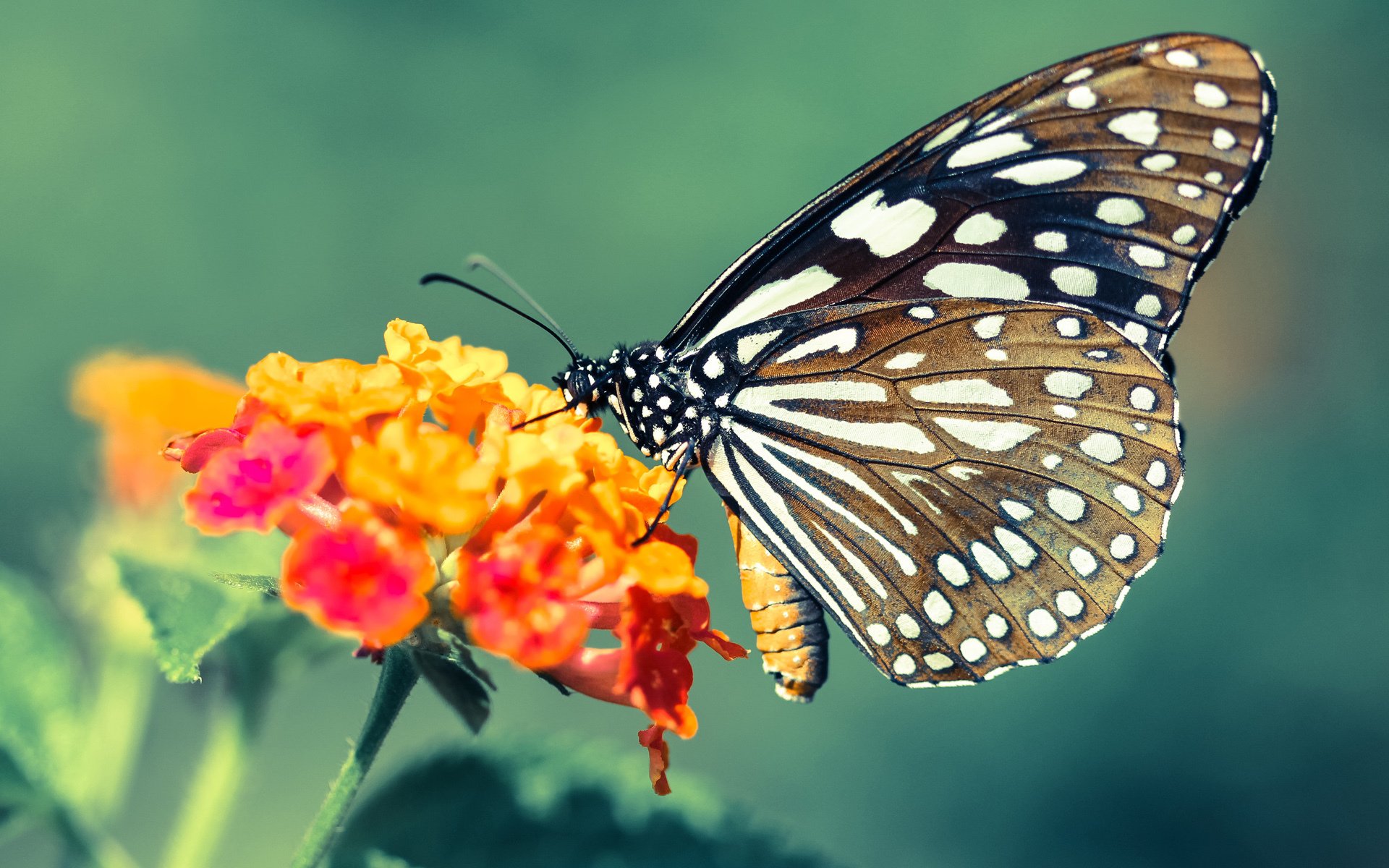 跨联赛奇迹，勇士对阵广厦，班凯罗狂飙刷新历史纪录