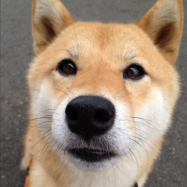 双城记，药厂横扫欧联霸主，红魔七号主宰曼市德比