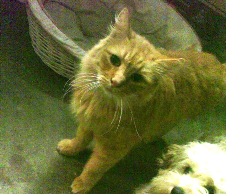 开云体育APP下载-跨越大洲的决胜局，洪都拉斯在抢七焦点战中如何完胜塞内加尔