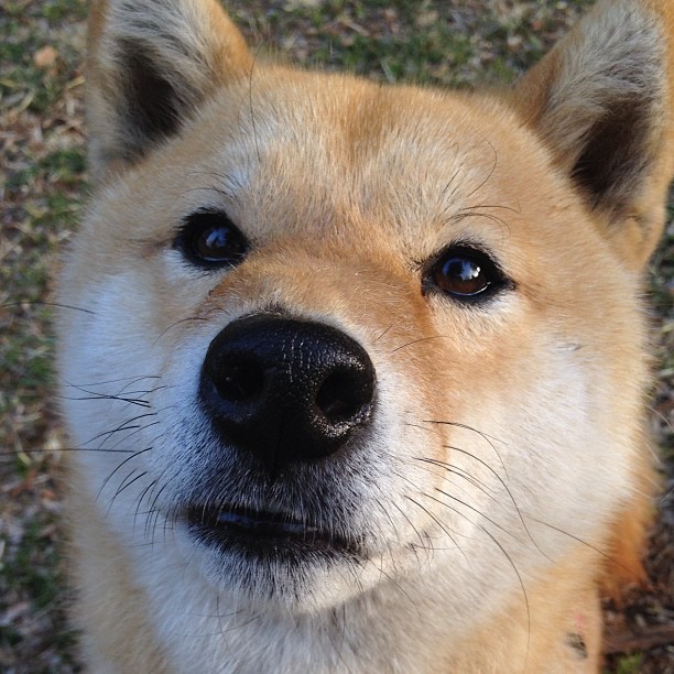 一记从天而降的扣篮，美加墨世界杯之夜，库里如何完成不可能之救赎