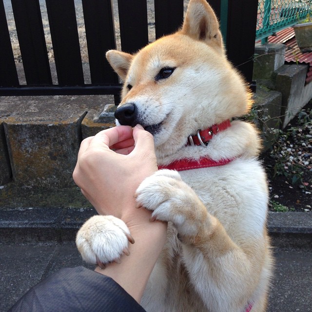 南美高原迎战凯尔特海,魔翼克瓦拉茨赫利亚生涯之夜击碎爱尔兰