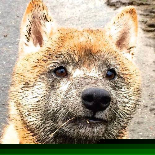 绿茵启示录，当日本幽灵一击带走拜仁，厄德高在世界排名暗战中接管比赛