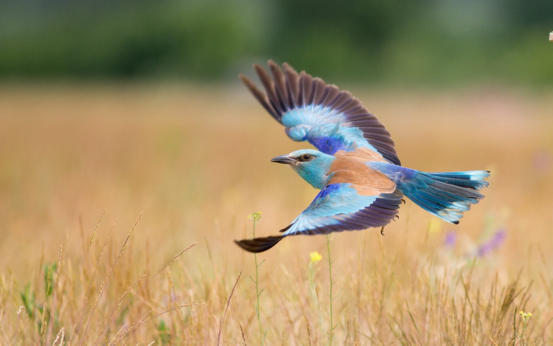 火力交叉点,吉林冰雪风暴席卷湖人,塔图姆如何成为破局者?