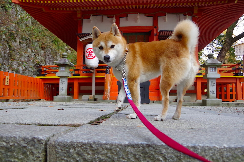 异乡客的哨声，当范弗利特在克利夫兰临时执起鹈鹕教鞭