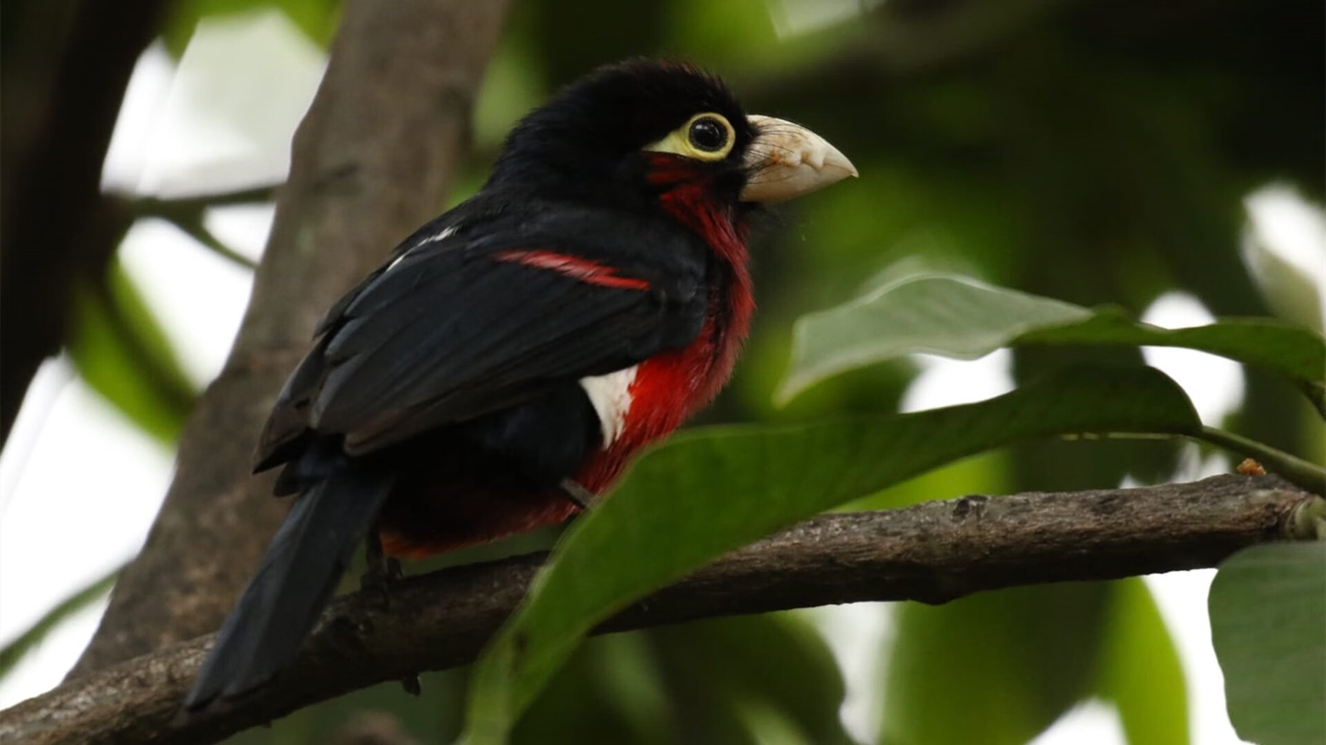 当东方黑马遭遇西方豪门,奥运周期关键战中,吉林队如何终结尼克斯神话?