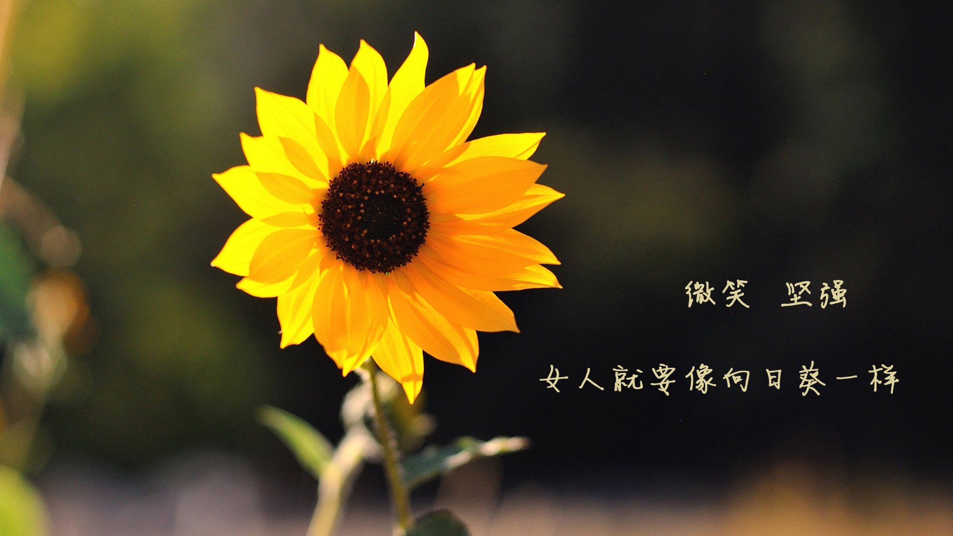 奇迹之夜,冰与火之歌—2026世界杯G组,迪亚斯94分钟弑神绝杀,奥地利在雷克雅未克刻下永恒