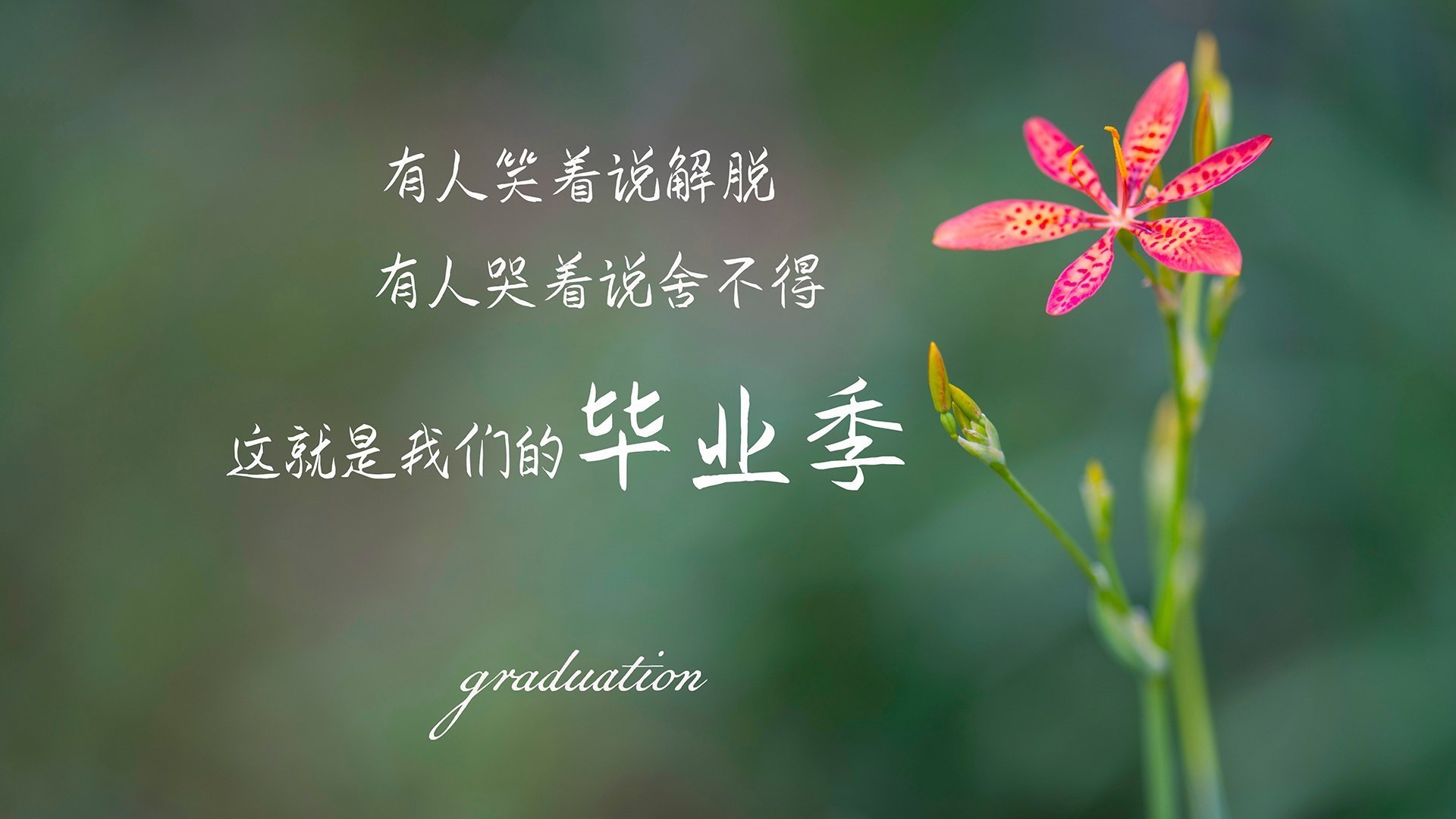 铁幕下的闪电,贝林厄姆逆转时间,德国战车用防守反击碾碎伊拉克神话